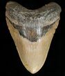 Giant Megalodon Tooth - North Carolina #11506-1